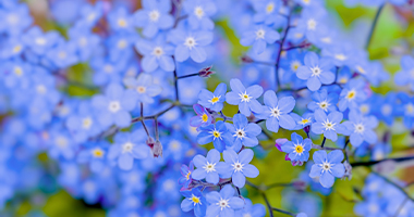 iStock-2205912879 blue eyes